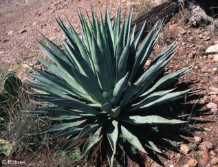 Agave palmeri