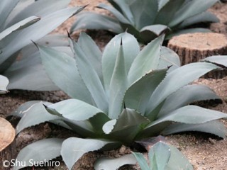 Agave parryi