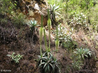 Agave pedunculifera