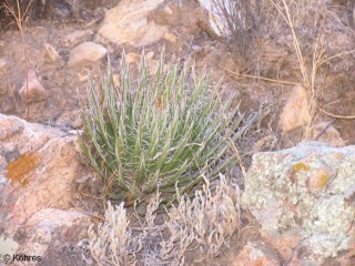 Agave polyantiflora