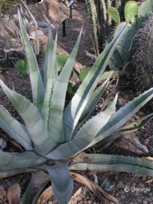 Agave scabra