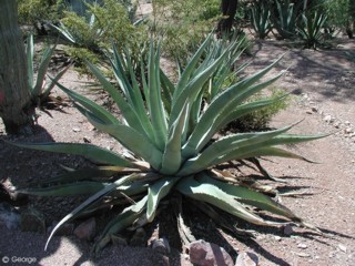 Agave scabra