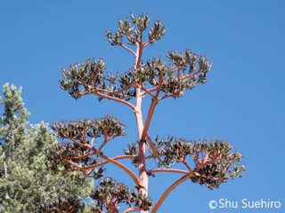 Agave scabra