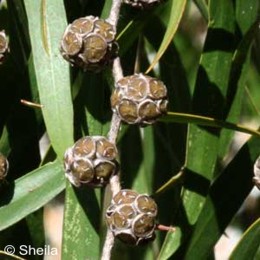 Agonis flexuosa