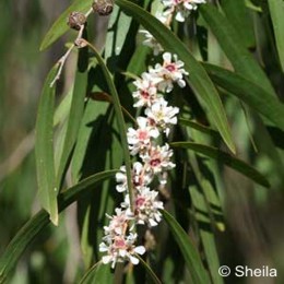 Agonis flexuosa