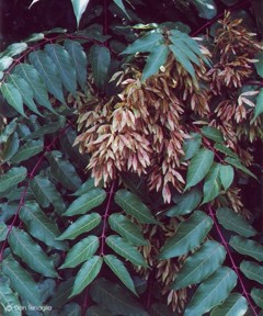 Ailanthus altissima 