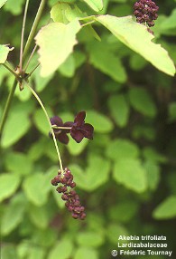 Akebia trifoliata 