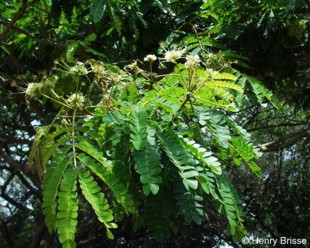 Albizia adianthifolia