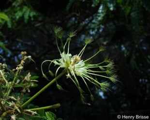 Albizia adianthifolia