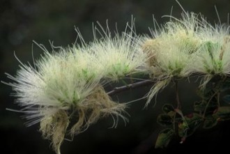 Albizia anthelmintica