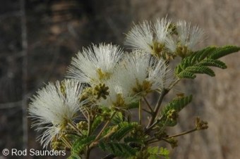 Albizia antunesiana