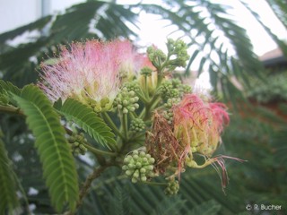 Albizia julibrissin 