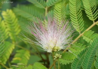 Albizia julibrissin 