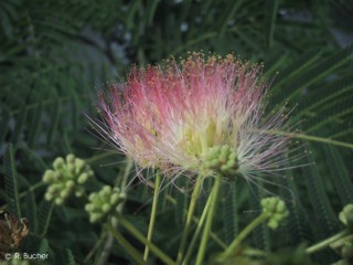 Albizia julibrissin