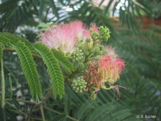 Albizia julibrissin 'rosea' 