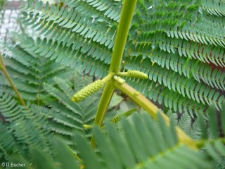 Paraserianthes lophanta