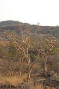 Albizia tanganyicensis