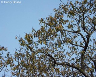 Albizia versicolor