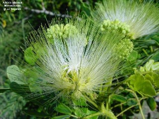 Albizia lebbeck