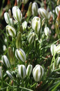 Albuca humilis