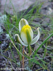 Albuca humilis