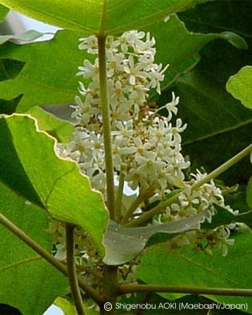 aleurites moluccana