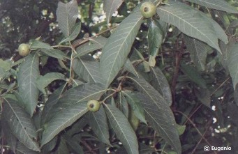 Alibertia edulis