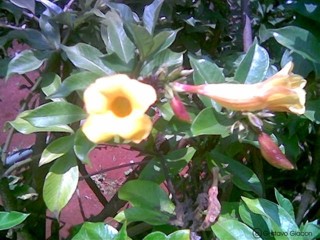 Allamanda polyantha