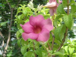 Allamanda violacea