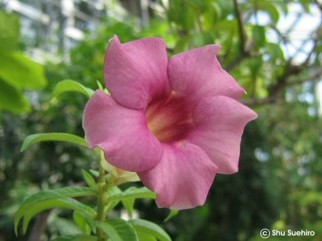 Allamanda violacea