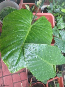 Alocasia brisbanensis