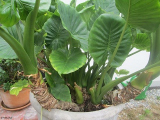 Alocasia cucullata 