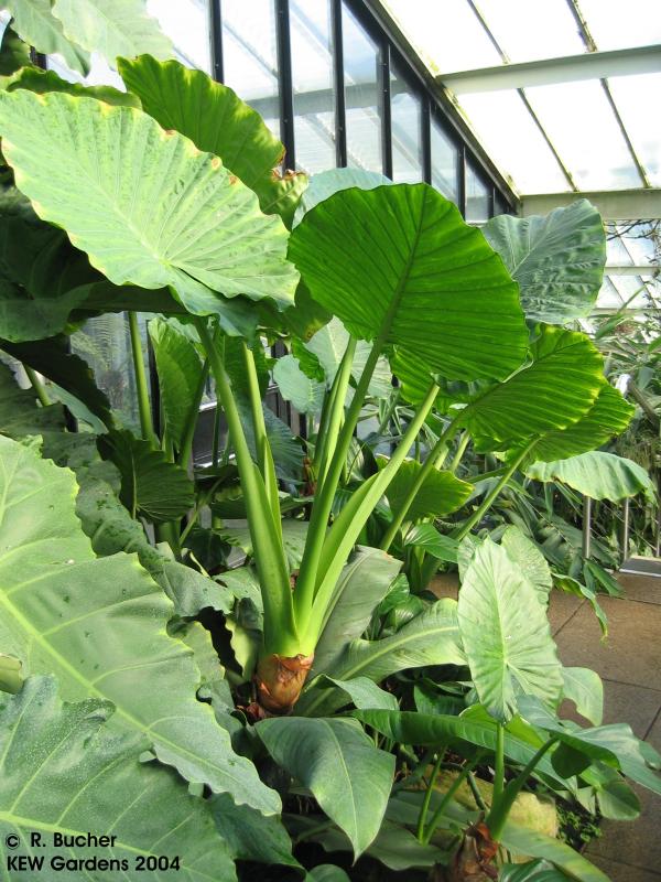 Exotische Nutz- und Zierpflanzen - Alocasia macrorrhiza