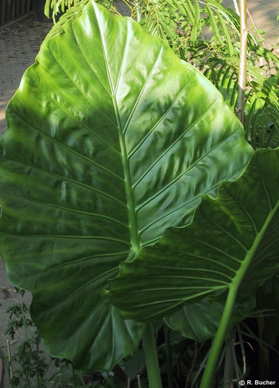 Exotische Nutz- und Zierpflanzen - Alocasia macrorrhiza