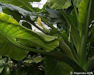 Alocasia odora