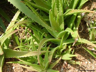 Aloe vera