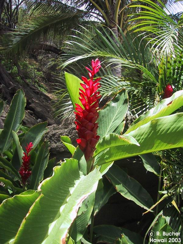 Exotische Nutz und Zierpflanzen Alpinia purpurata