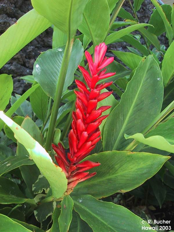 Exotische Nutz und Zierpflanzen Alpinia purpurata