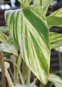 Alpinia zerumbet 'Variegata'