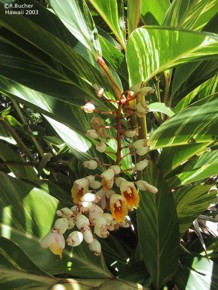 Alpinia zerumbet 'Variegata'