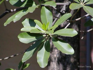 Alstonia scholaris