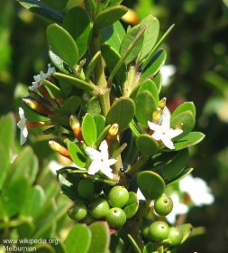 Alyxia buxifolia