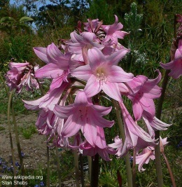 Amaryllis belladonna