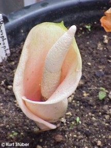 Amorphophallus bulbifer