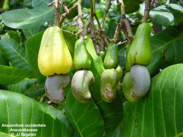 Exotische Nutz und Zierpflanzen Anacardium occidentale