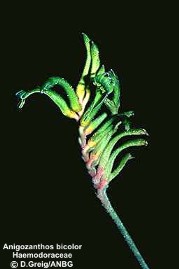 Anigozanthos bicolor