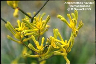 Anigozanthos flavidus 'yellow'