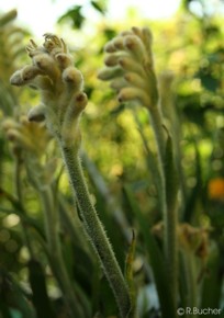 Anigozanthos flavidus 'yellow'