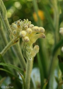 Anigozanthos flavidus 'yellow'