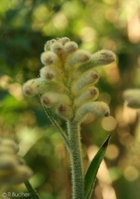 Anigozanthos flavidus 'yellow'